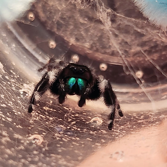 Brain Fever gift card