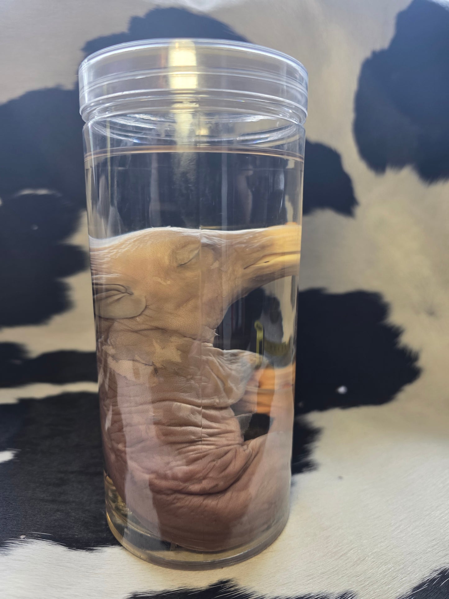 Piggy wet specimen