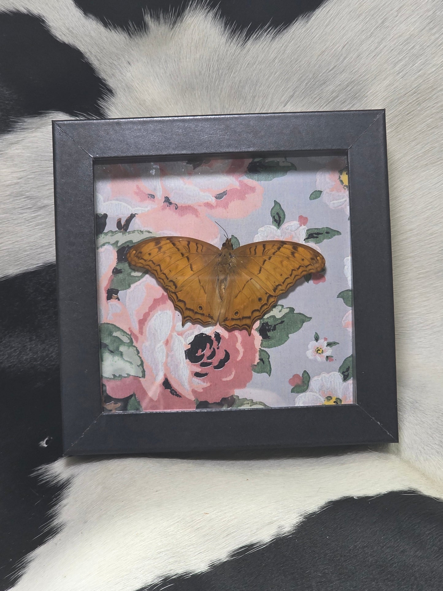 Common Cruiser butterfly
