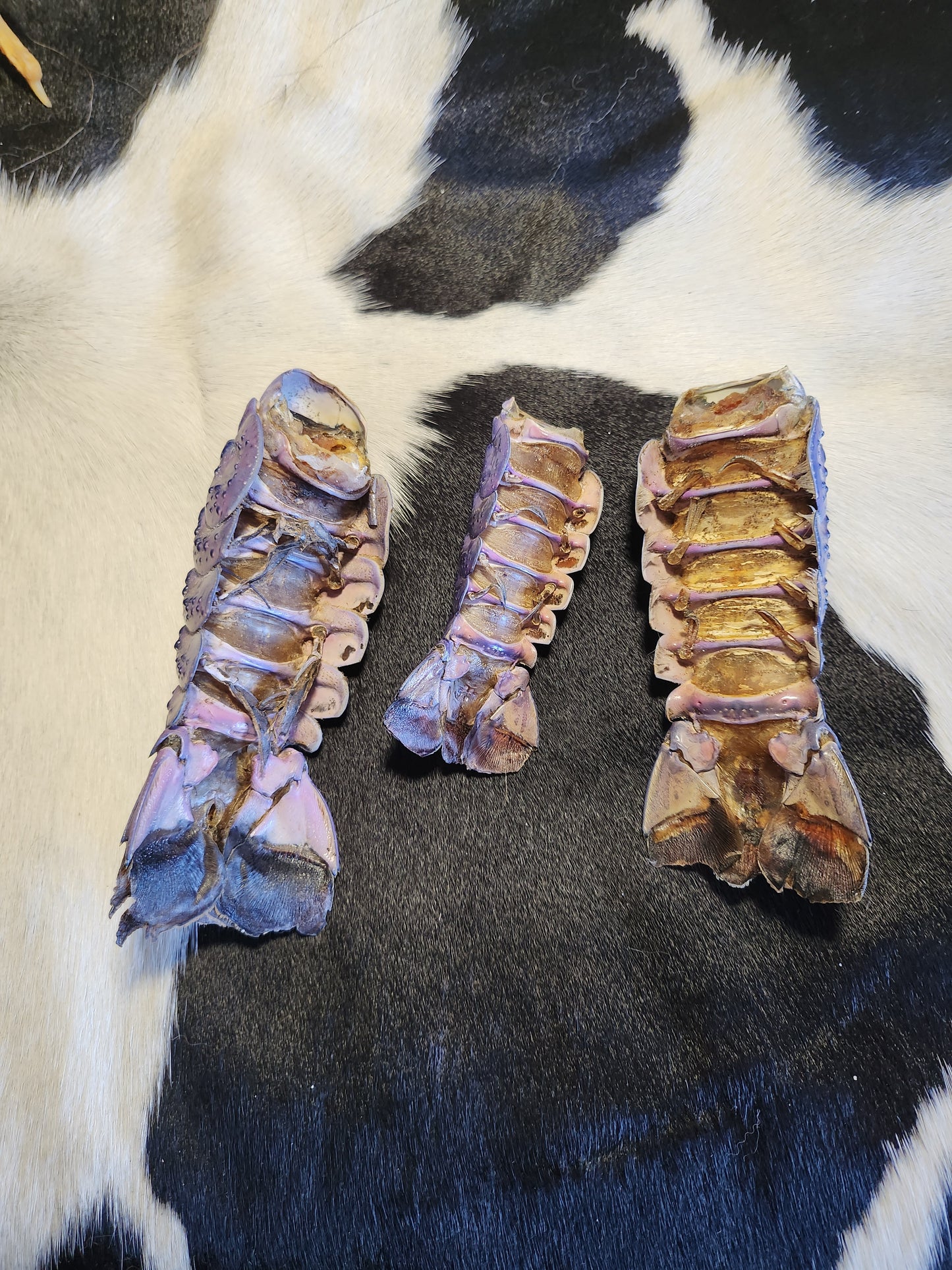 Blue cray fish tails