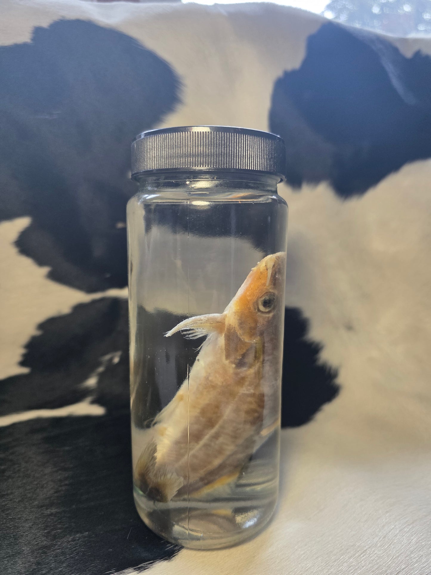 Cory catfish