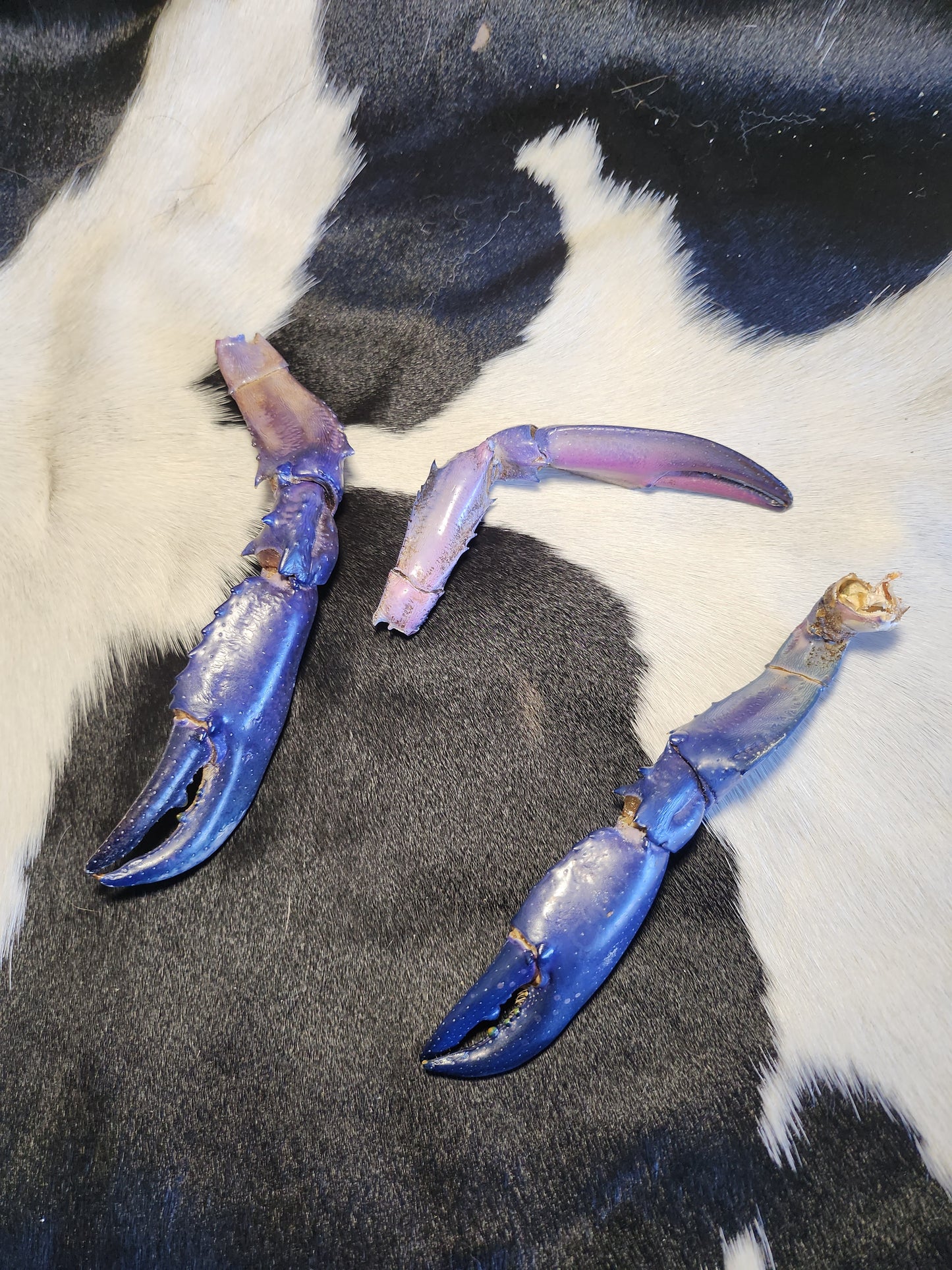 Blue crayfish claws