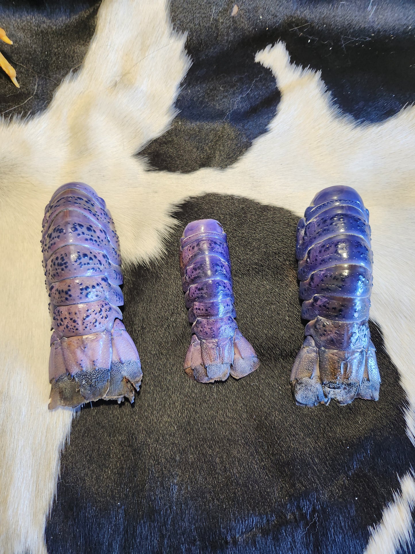 Blue cray fish tails