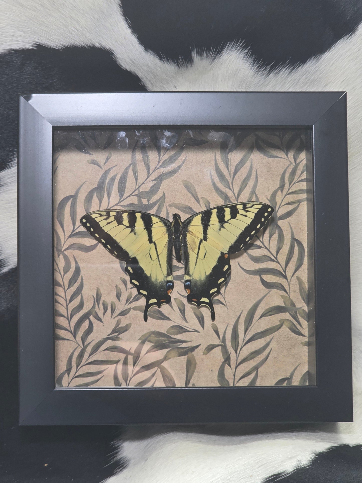 Eastern tiger swallowtail