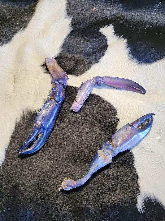 Blue crayfish claws