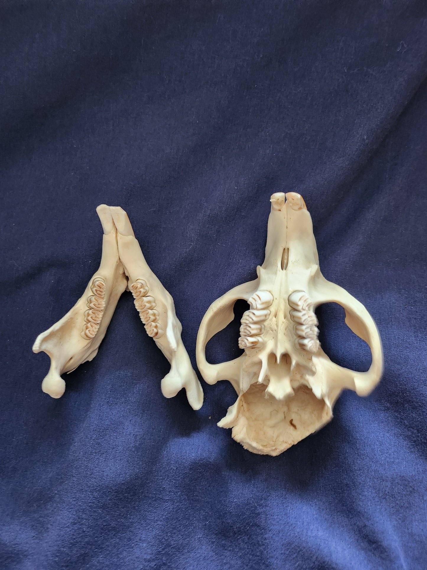 Beaver with back of skull missing