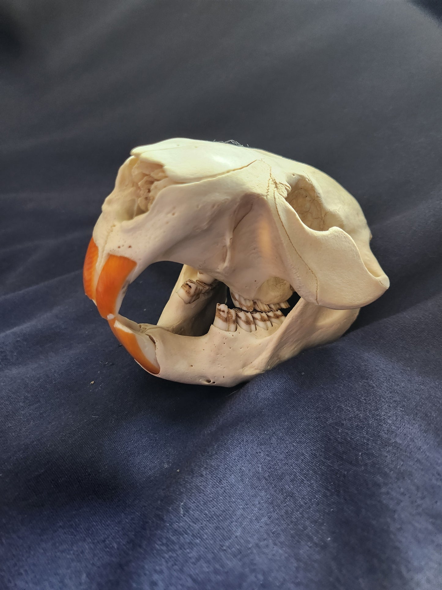 Beaver with back of skull missing