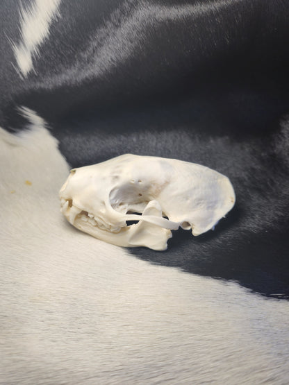 Perfect skunk skull