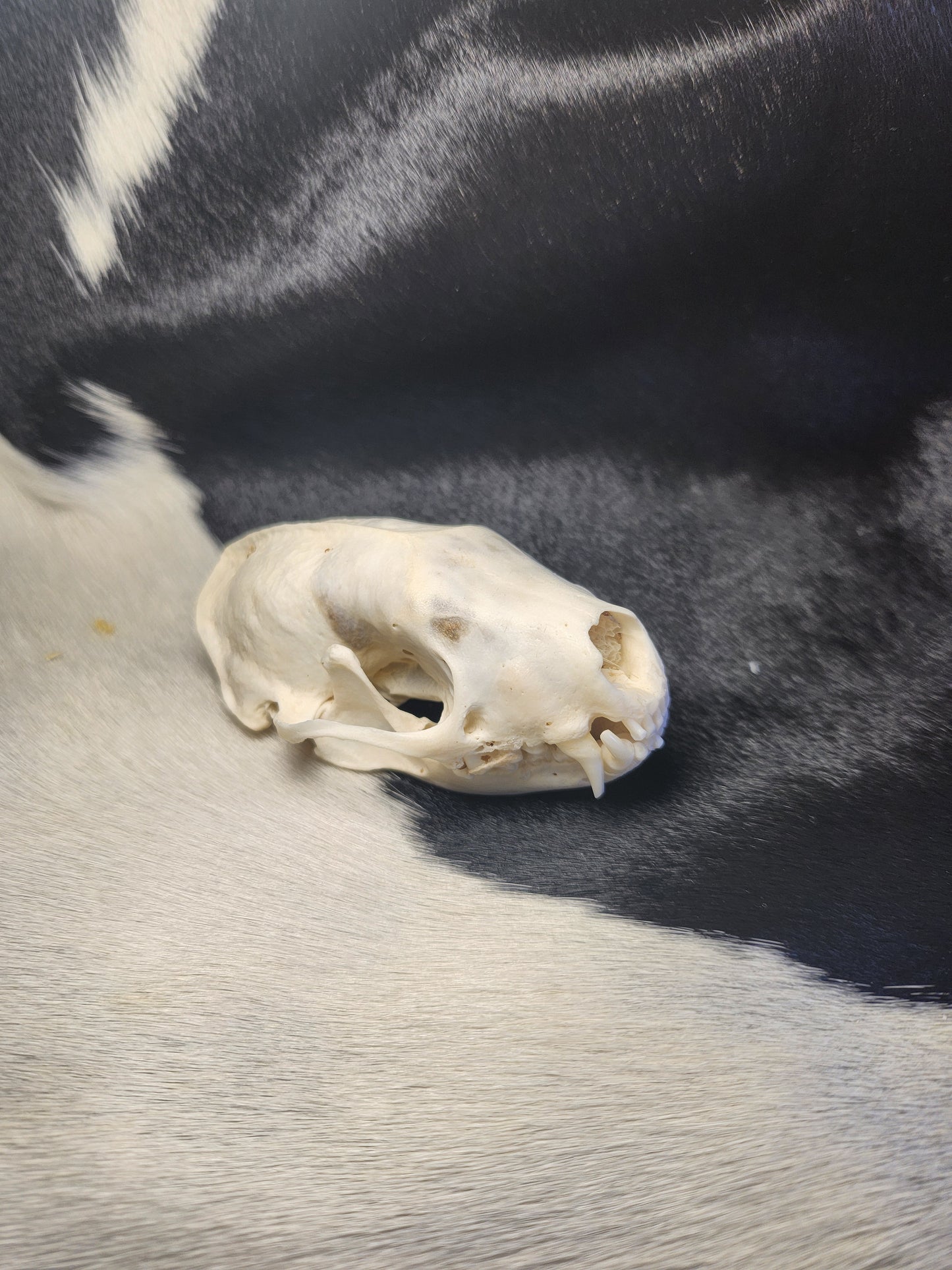 Perfect skunk skull