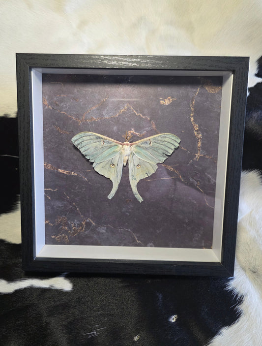 Luna moth