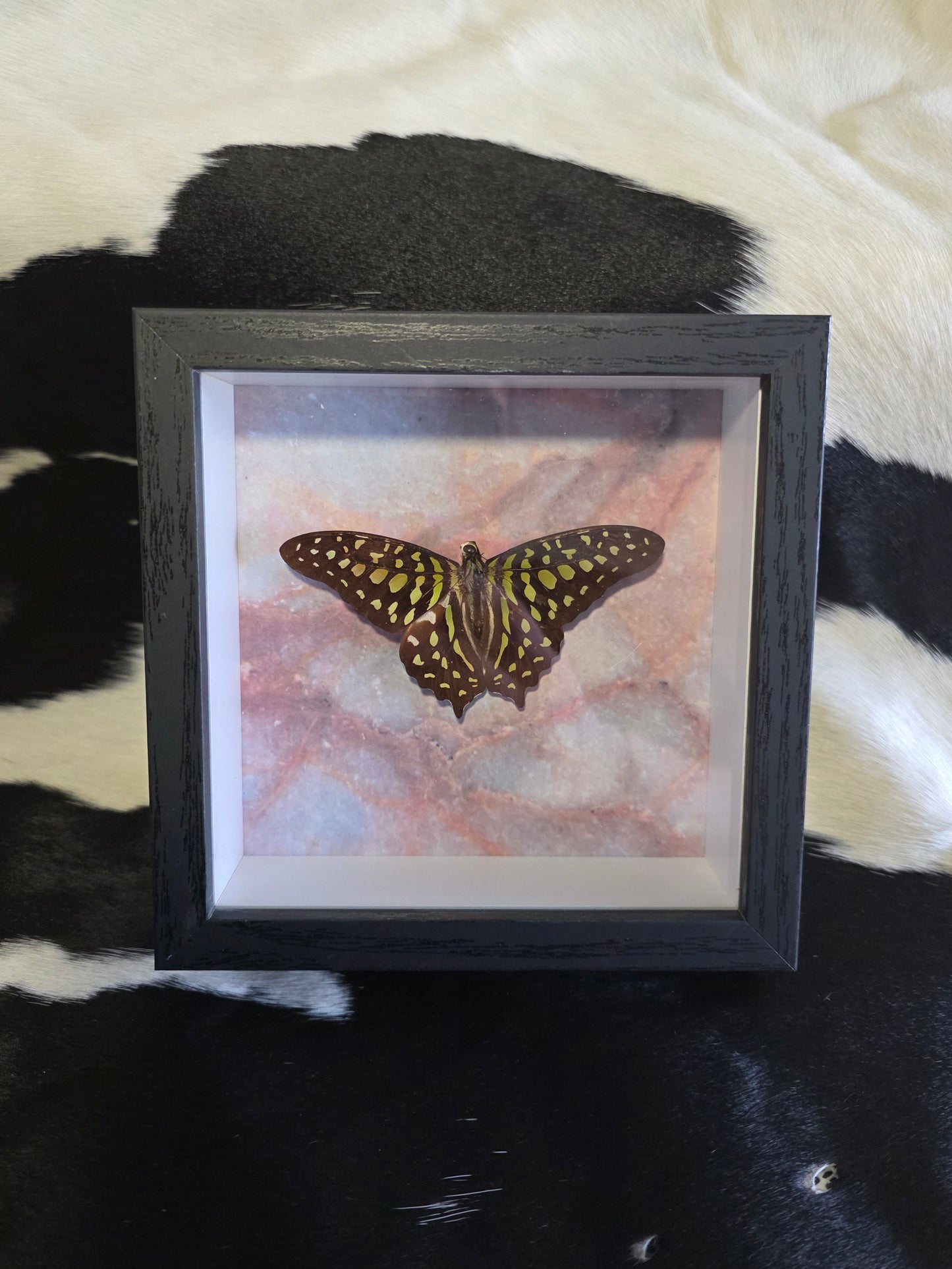 Tailed Jay butterfly