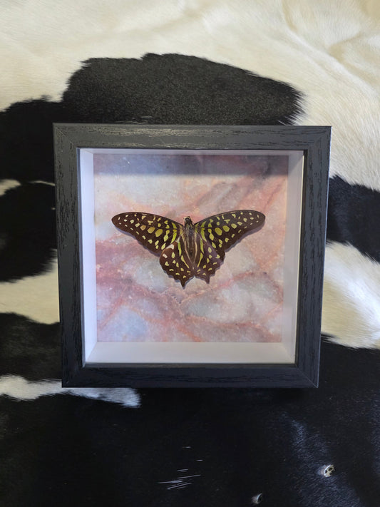 Tailed Jay butterfly