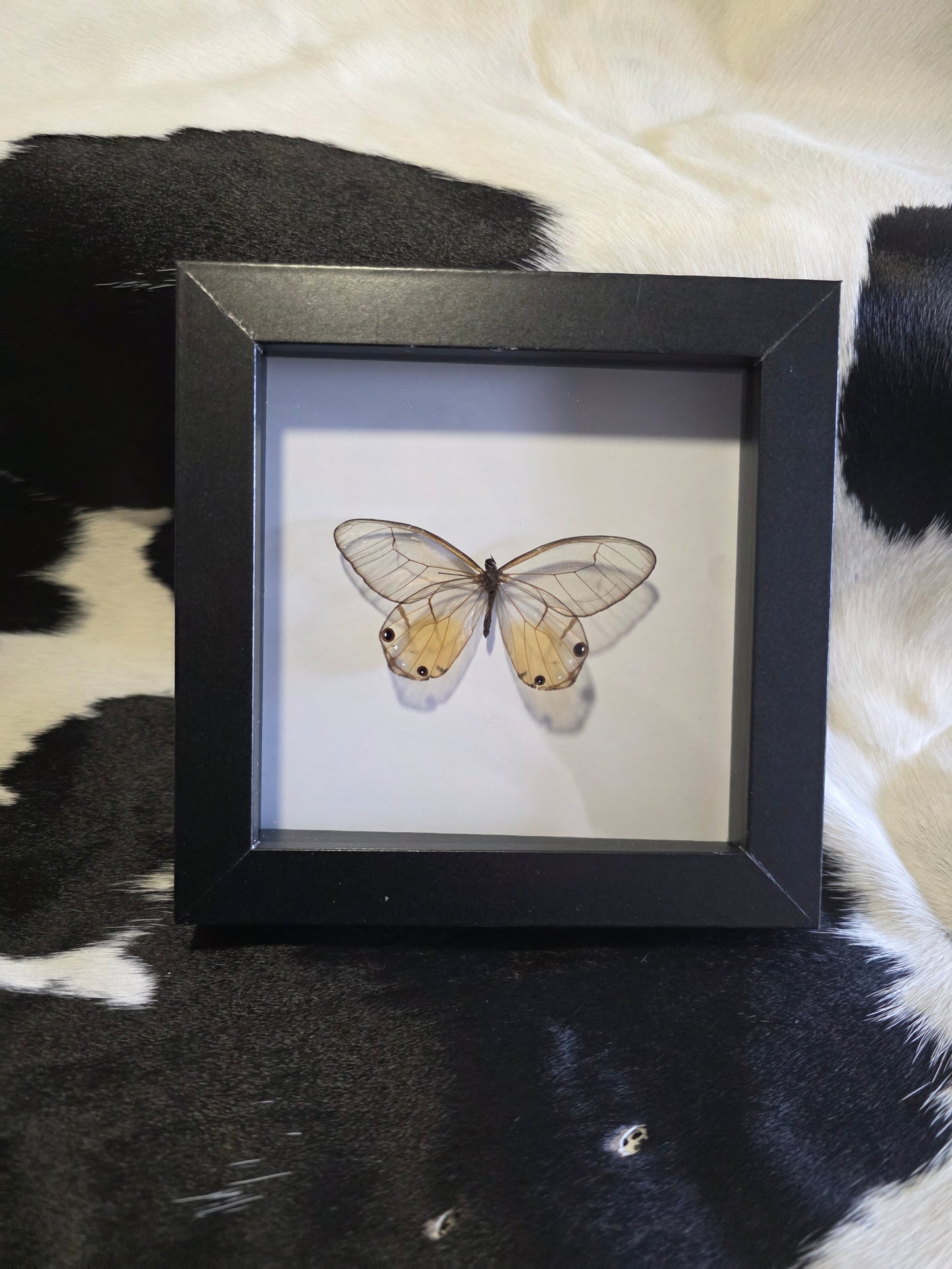 Glass winged butterfly