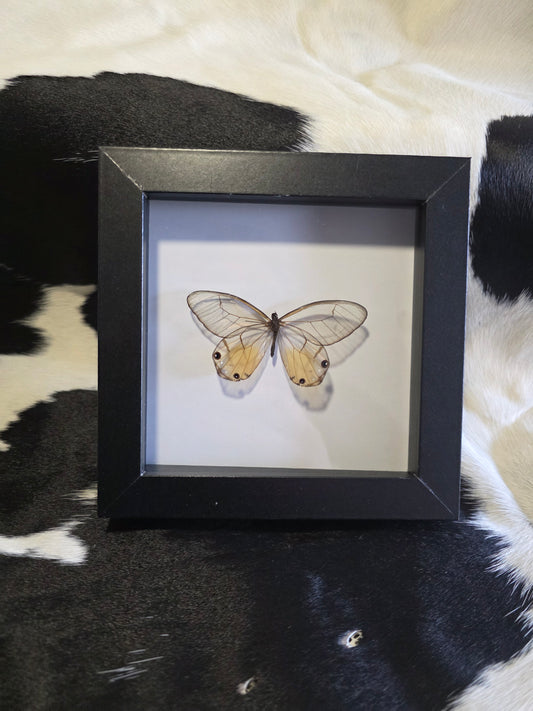 Glass winged butterfly