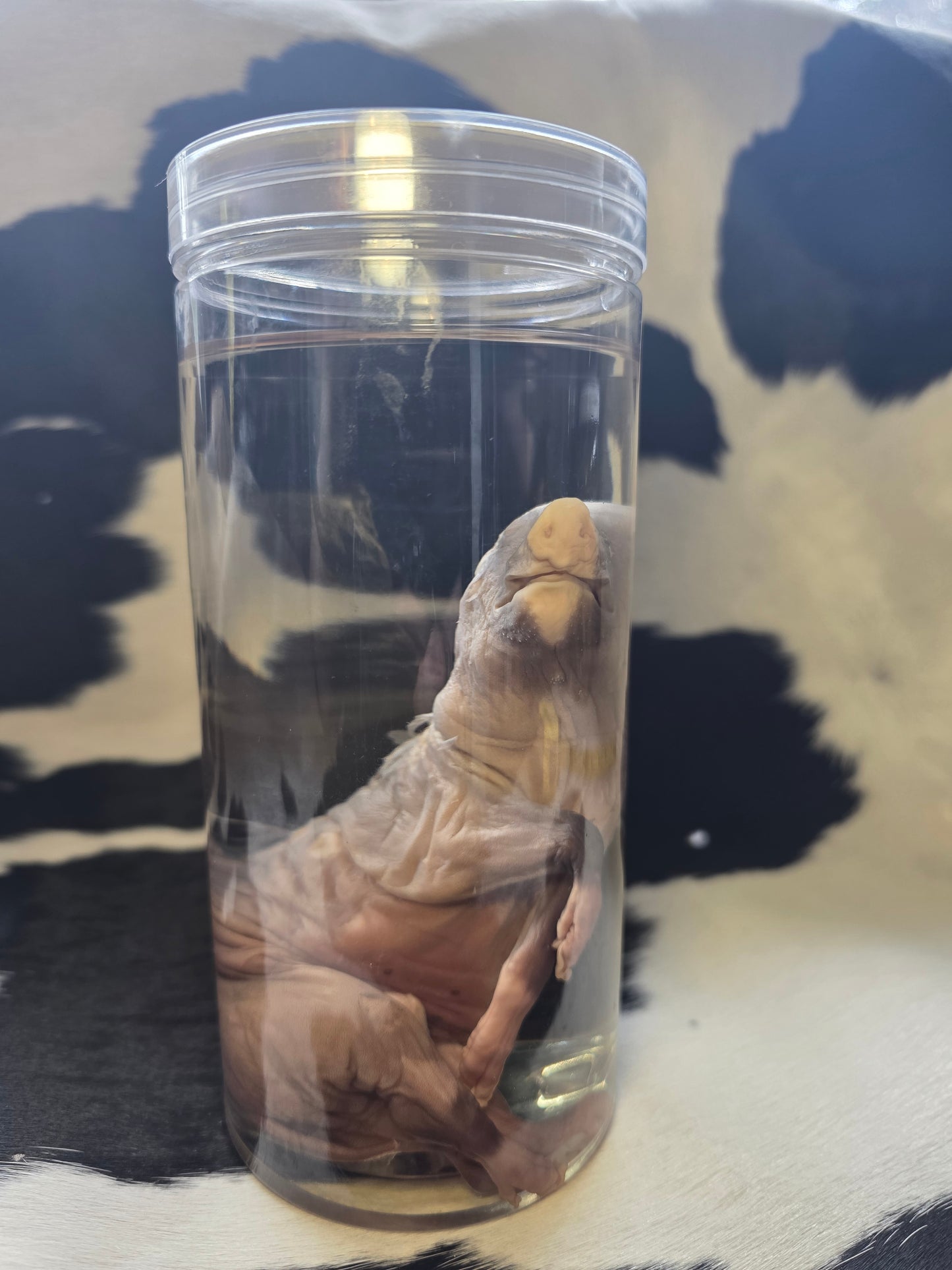 Piggy wet specimen