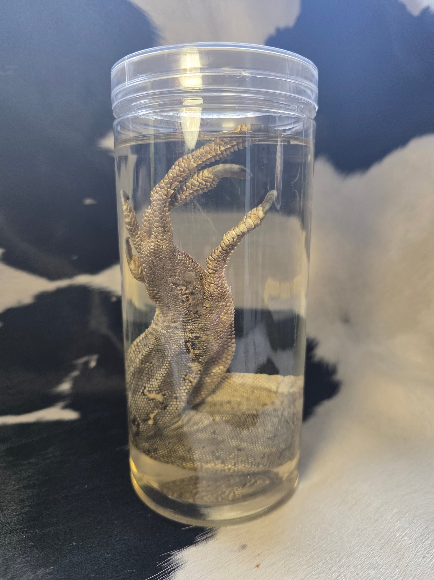Savannah monitor foot