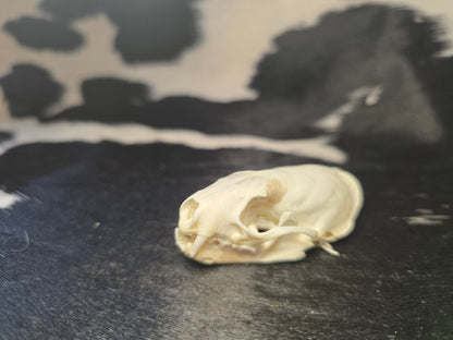 Mink skull