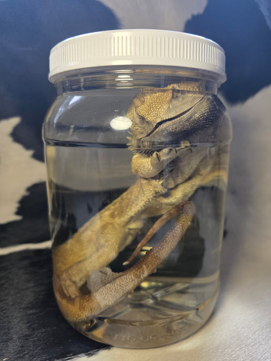 Bearded dragon wet specimen