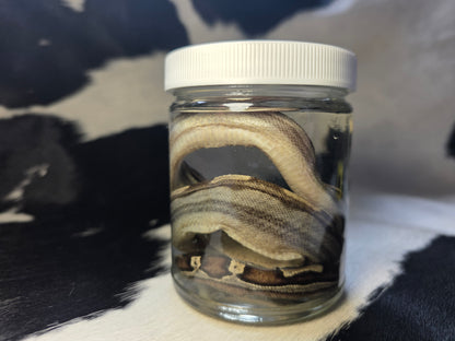 Beautiful red tail boa morph