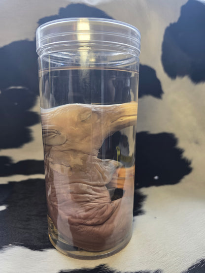 Piggy wet specimen