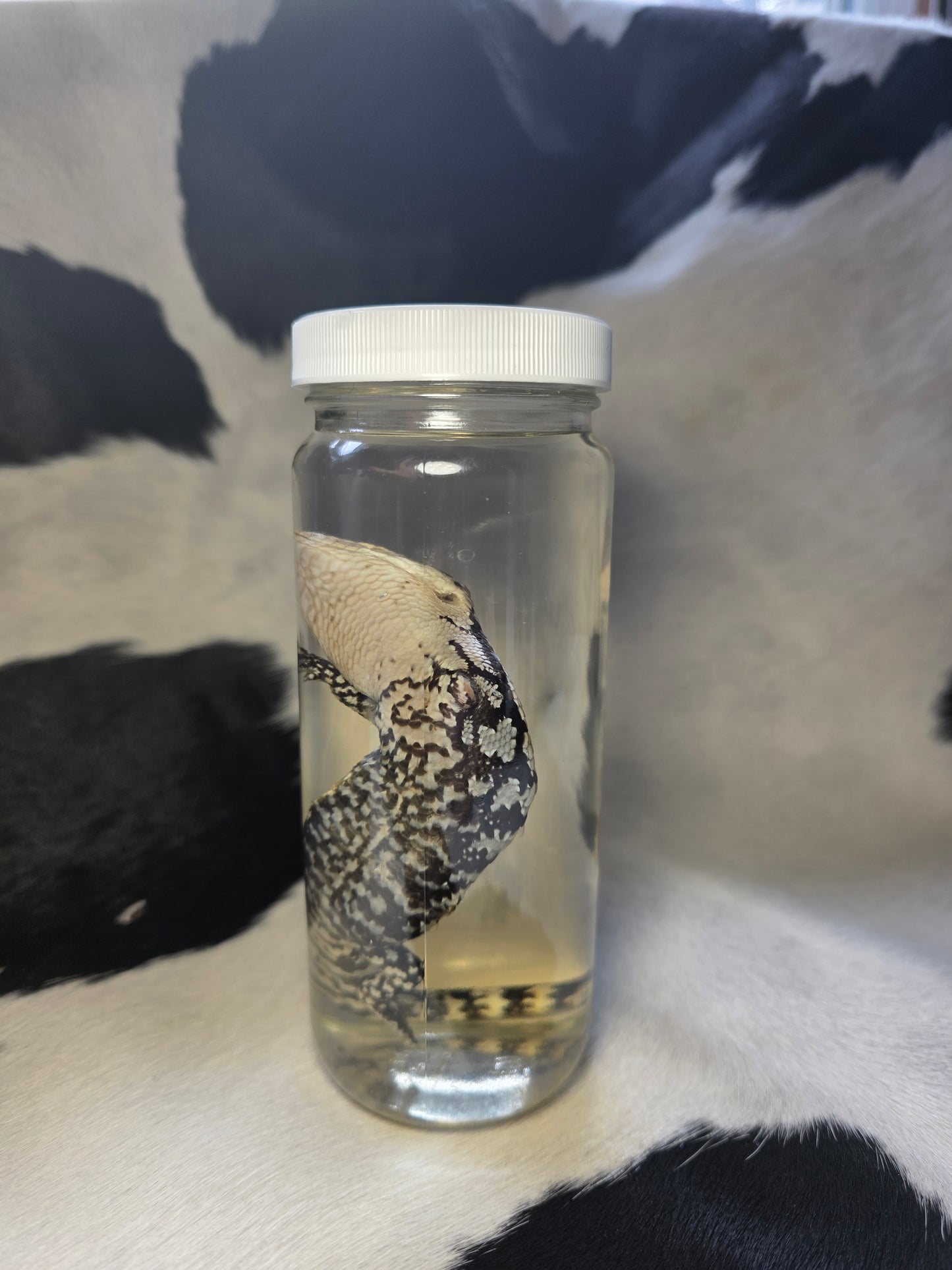 Blue tongue skink with crazy spine bend