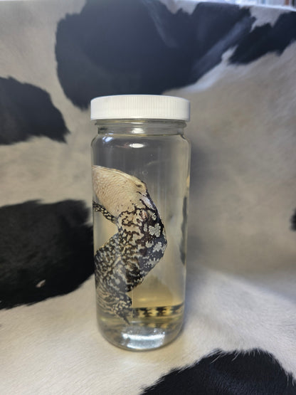 Blue tongue skink with crazy spine bend