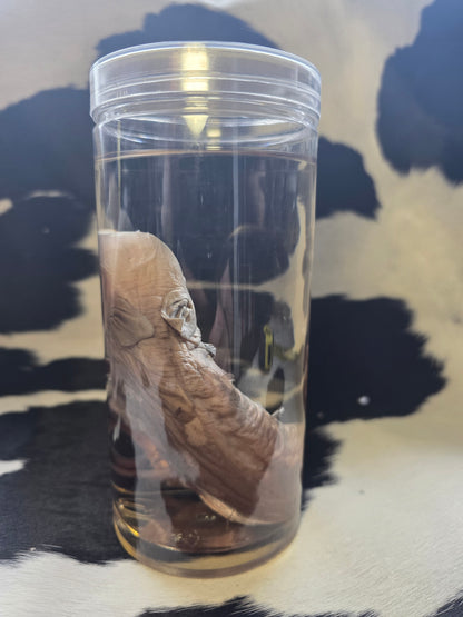 Piggy wet specimen