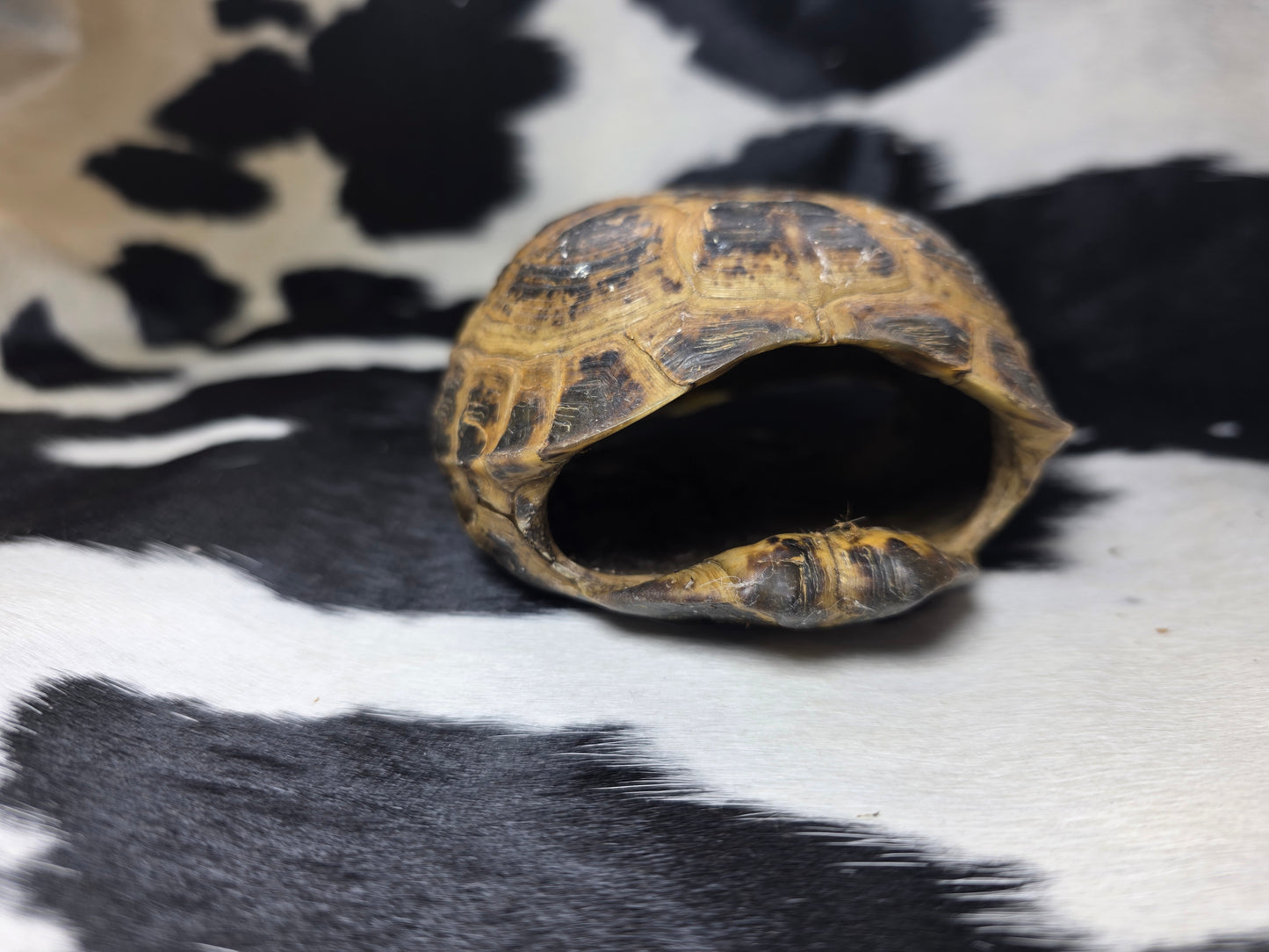 Russian tortoise shell