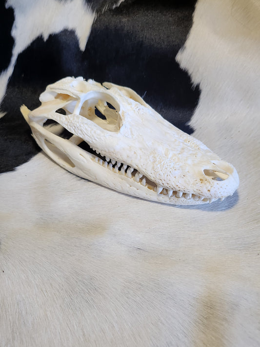 Broken alligator skull
