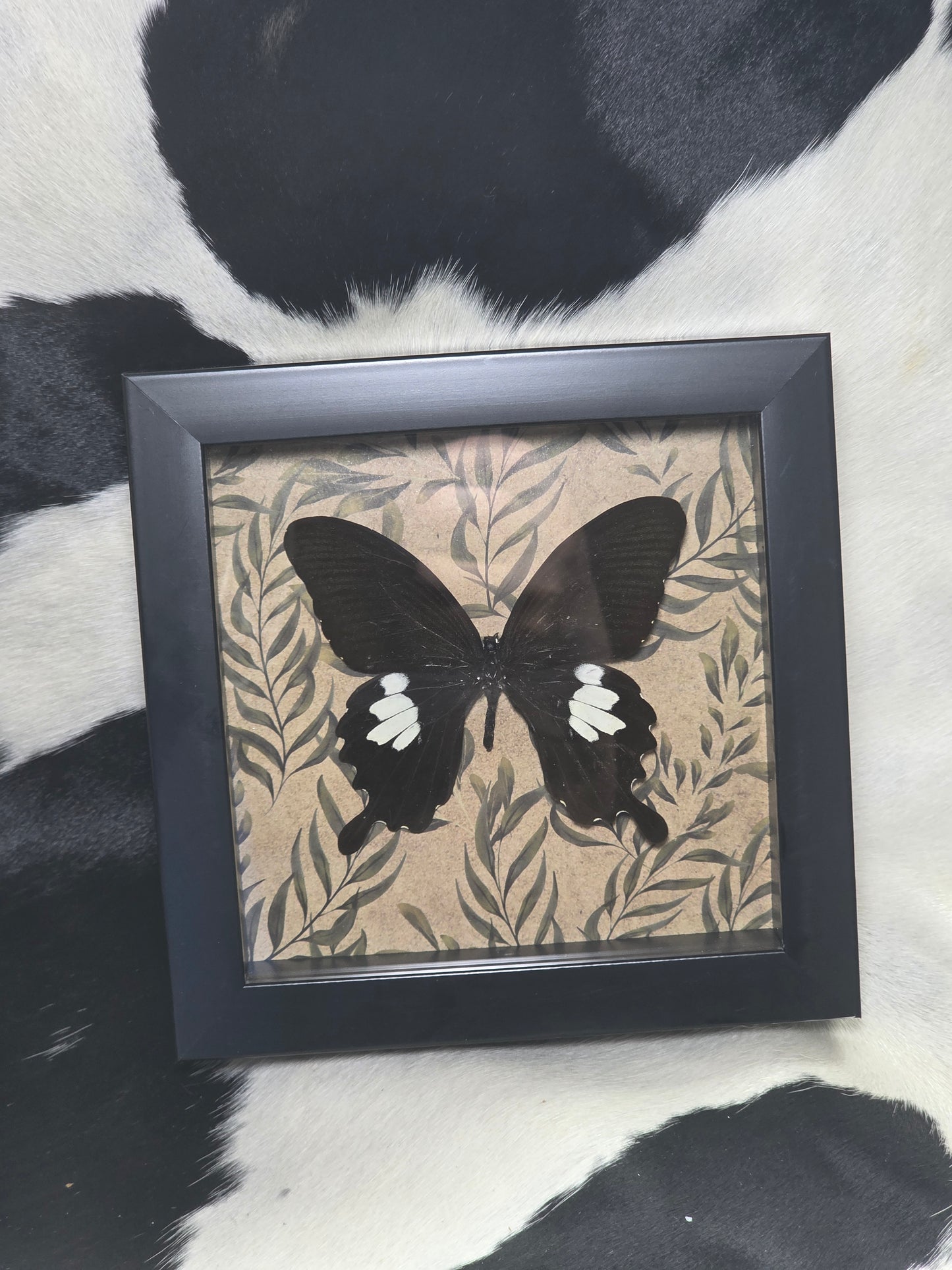 Helen swallowtail butterfly