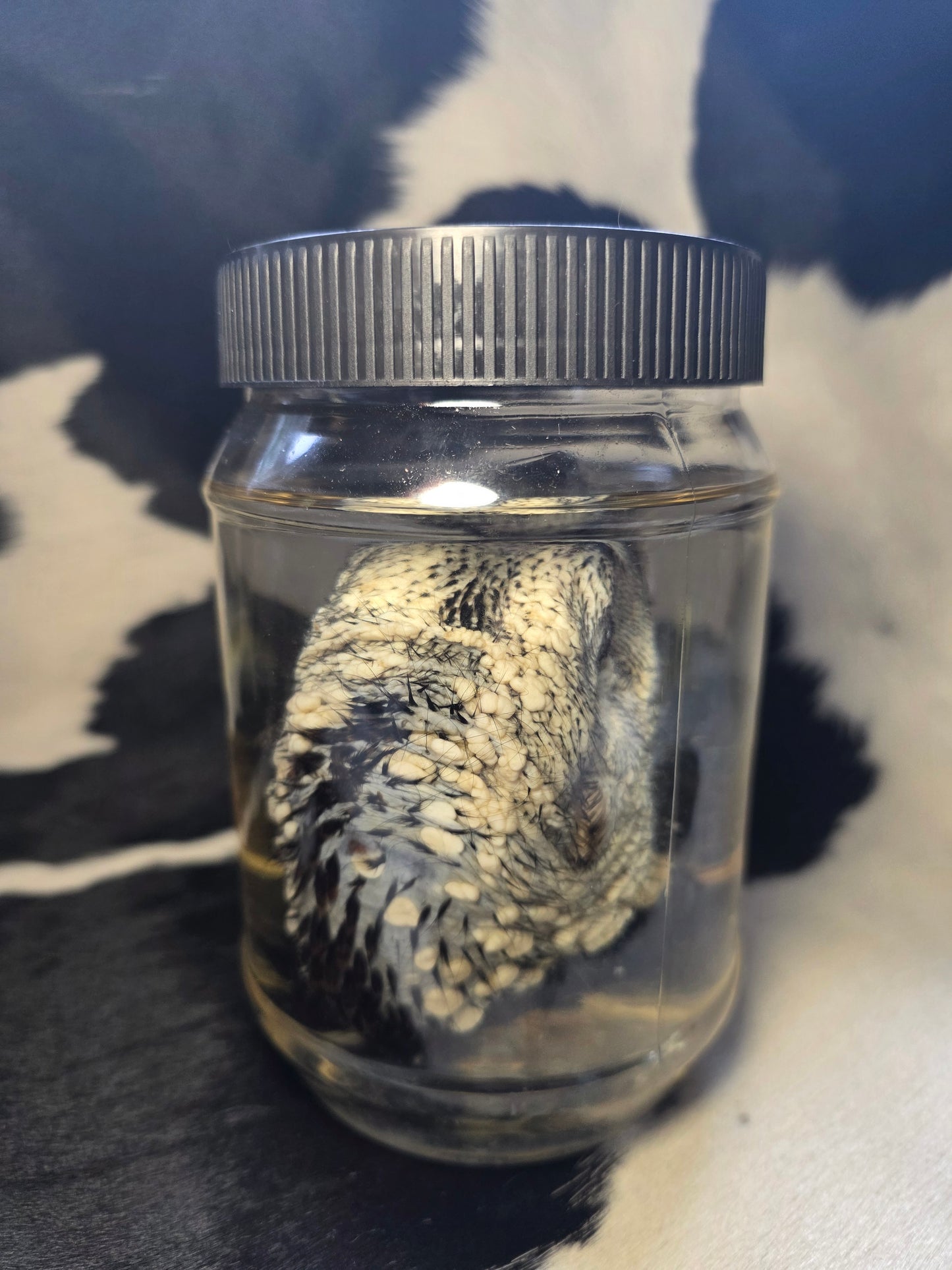 Turkey head wet specimen