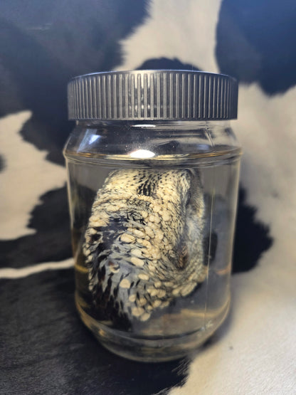 Turkey head wet specimen