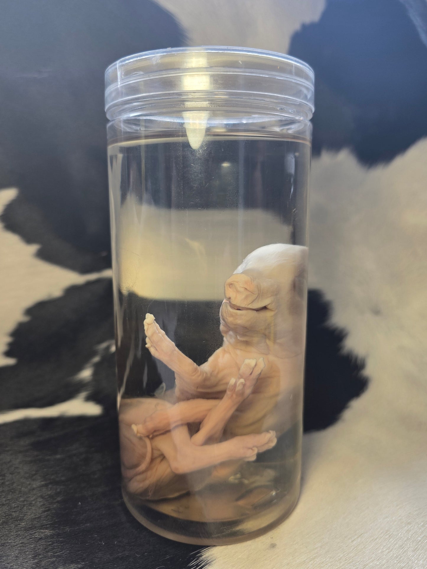 Cute piggy wet specimen