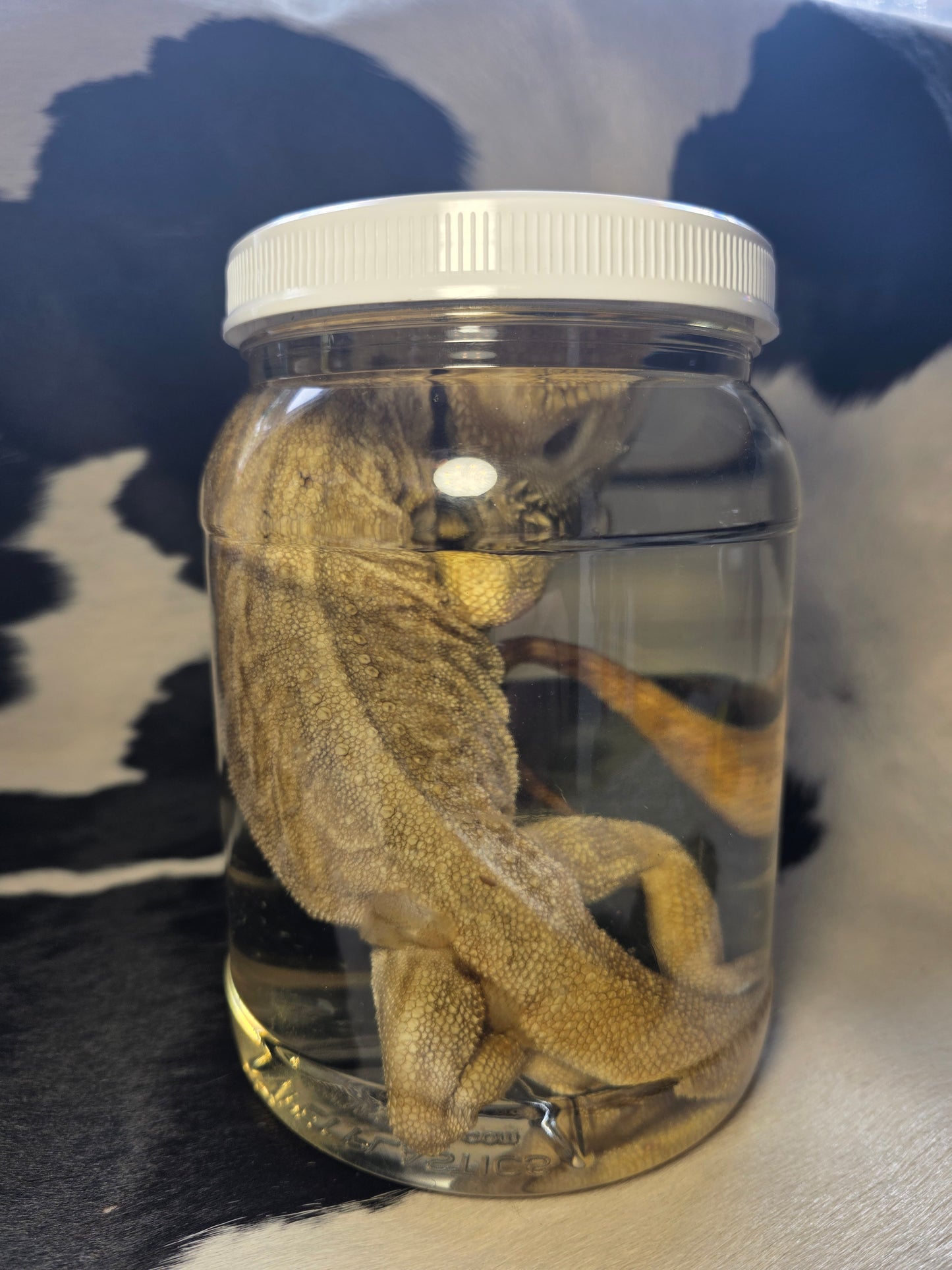 Bearded dragon wet specimen