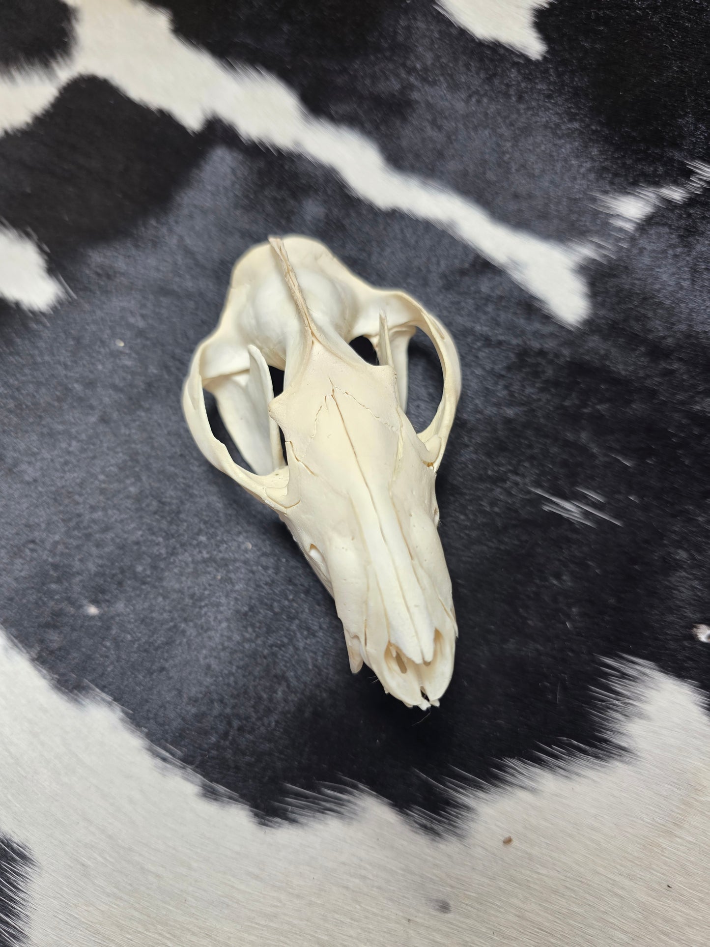 Opossum skull