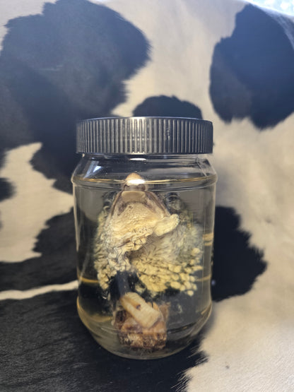 Turkey head wet specimen