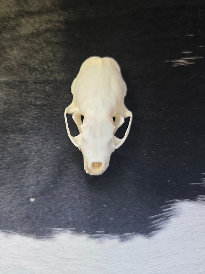 Mink skull