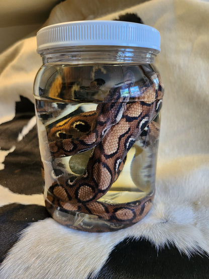 Brazilian Rainbow Boa