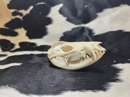 Opossum skull