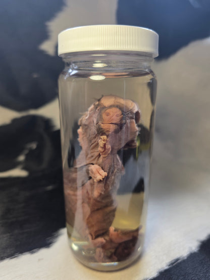 Littlest piggy