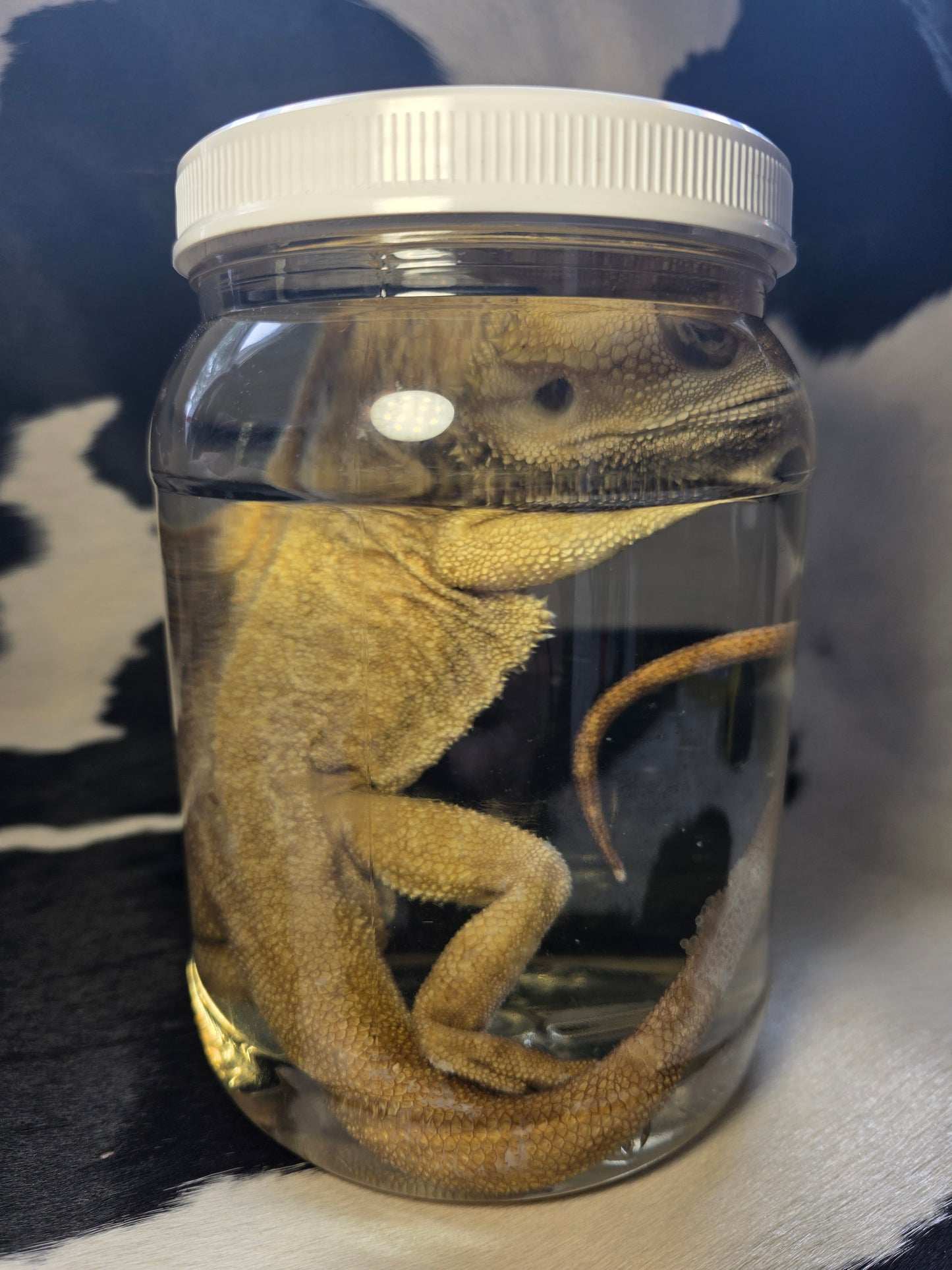 Bearded dragon wet specimen