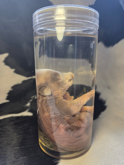 Cute piggy wet specimen