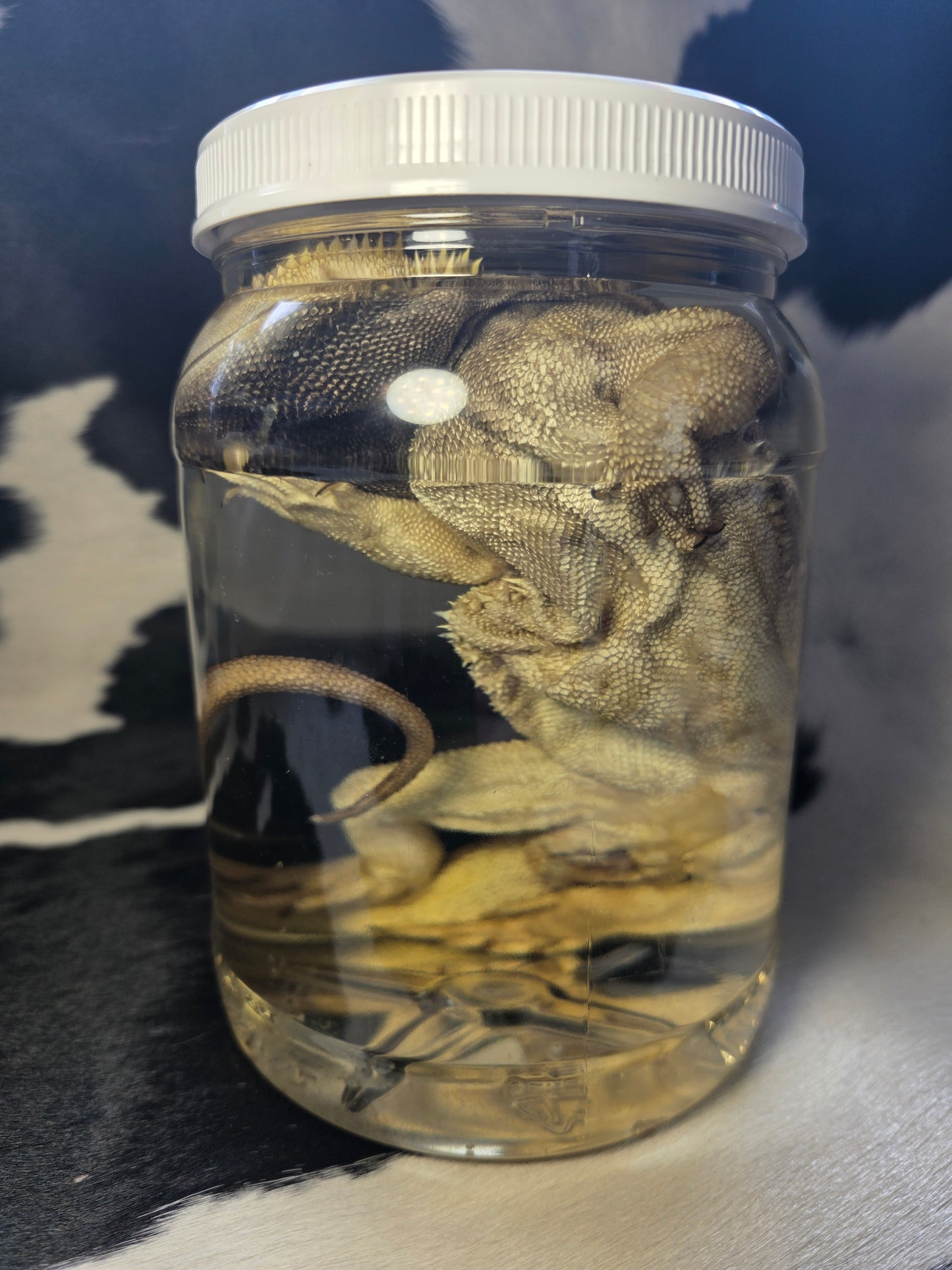Bearded dragon wet specimen