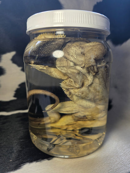 Bearded dragon wet specimen