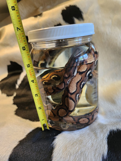 Brazilian Rainbow Boa