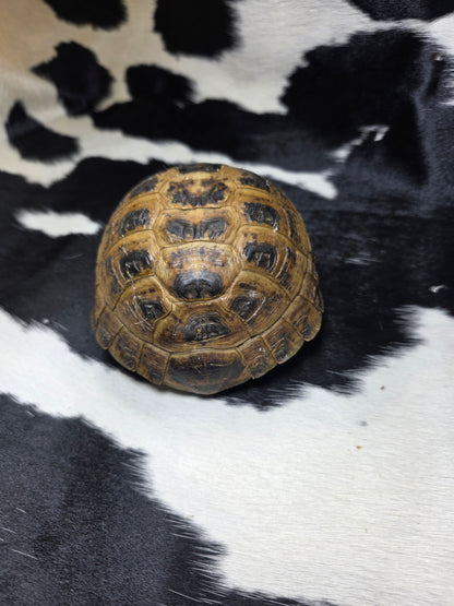 Russian tortoise shell