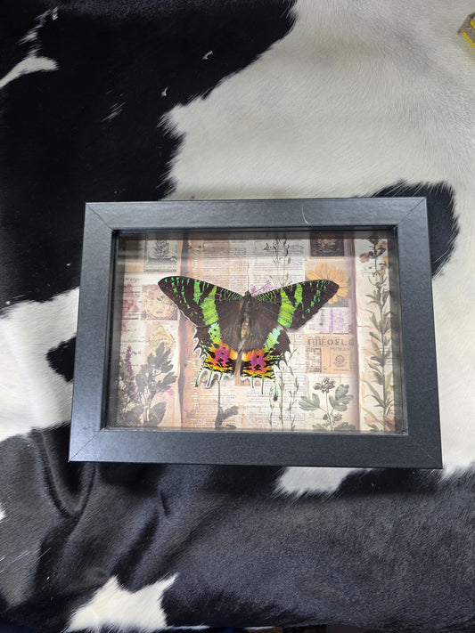 Madagascar Sunset moth