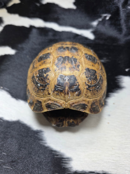 Russian tortoise shell