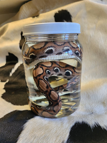 Brazilian Rainbow Boa