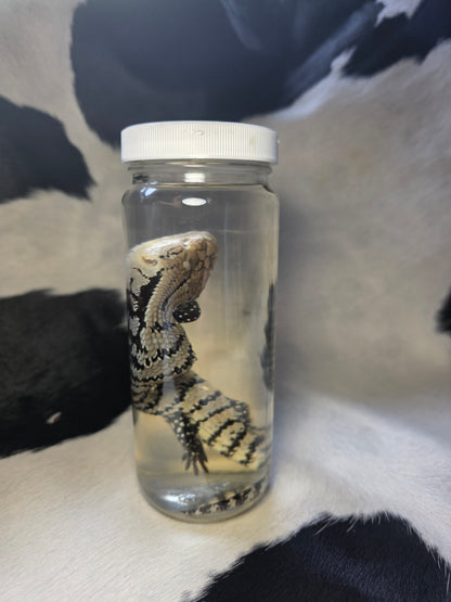 Blue tongue skink with crazy spine bend